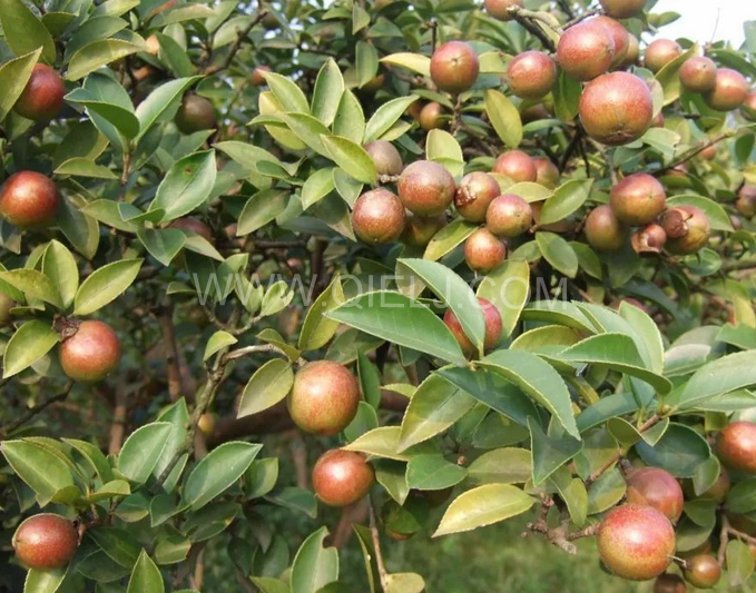 茶籽油壓榨設(shè)備認(rèn)準(zhǔn)企鵝機(jī)械，性能穩(wěn)定操作便利(圖1)